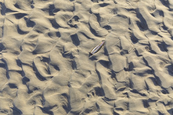 Pattern in the sand, formed by wind and water, in between a single razor clam, North Beach of