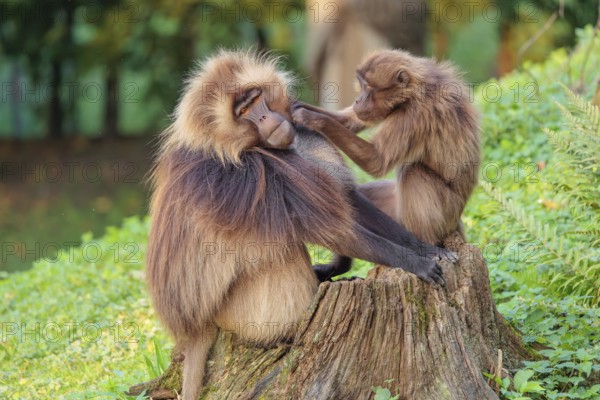 A male and a female Gelada (Theropithecus gelada), or bleeding-heart monkey sit in beautiful light