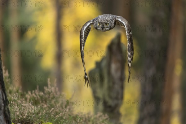 One spotted eagle-owl (Bubo africanus) flying thru a forest. Trees and leaves in the background