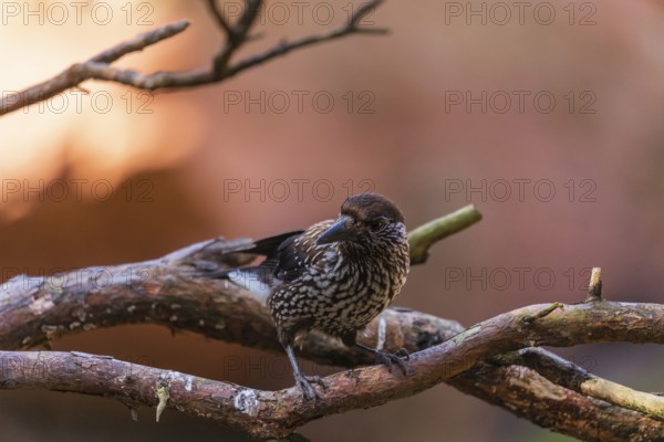 One spotted nutcracker or Eurasian nutcracker (Nucifraga caryocatactes) sitting on a twig. A