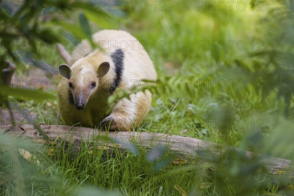 One southern tamandua (Tamandua tetradactyla), walks through dense undergrowth of a forest