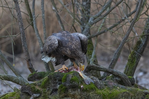 One white-tailed eagle (Haliaeetus albicilla) sitting on a small hammock feeding on a common carp.