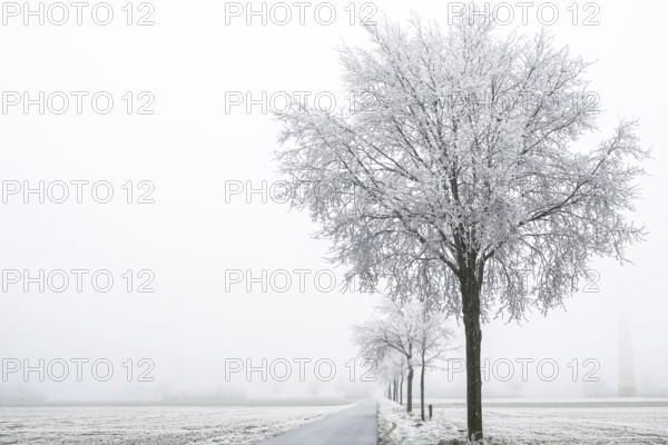 Trees with hoarfrost line a lonely road disappearing into a foggy winter day, Schöppinger Berg
