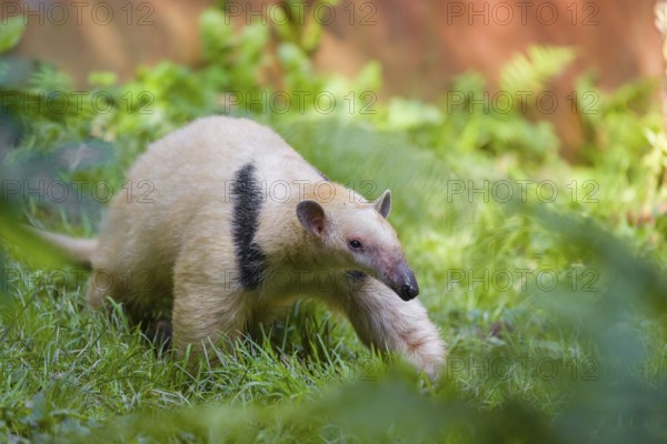 One southern tamandua (Tamandua tetradactyla), walks through dense undergrowth of a forest