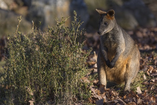 One swamp wallaby (Wallabia bicolor) next to a bush in early morning light