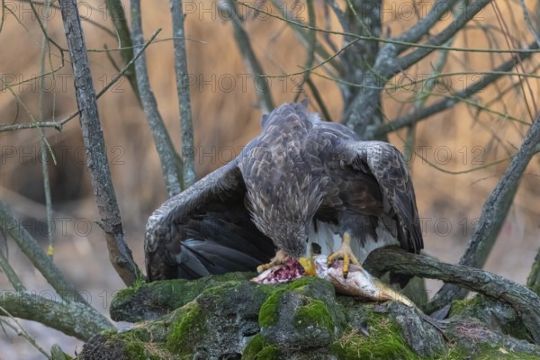 One white-tailed eagle (Haliaeetus albicilla) sitting on a small hammock feeding on a common carp.