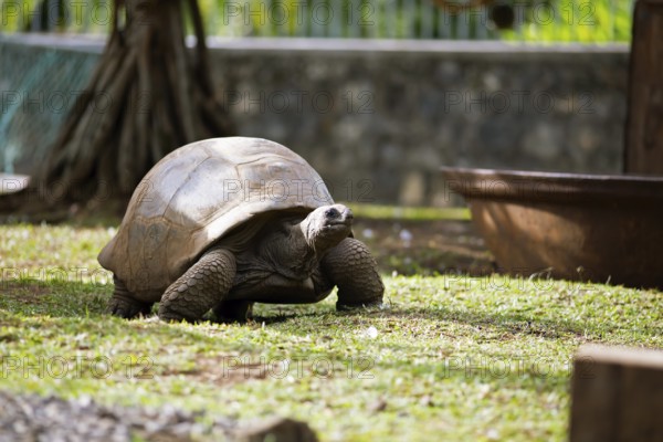 Seychelles giant tortoises (Aldabrachelys, syn.: Dipsochelys) in the garden of the colonial house