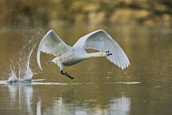 Mute swan (Cygnus olor), taking off from the water, Flachsee, nature reserve, Reusstal, Canton