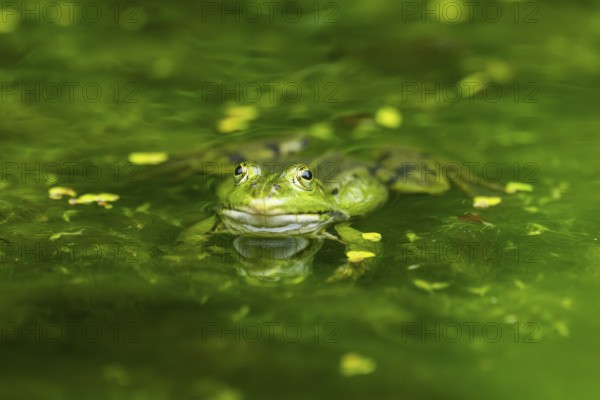 Edible frog (Pelophylax esculentus) in a little lake in the water, Bavaria, Germany, Europe