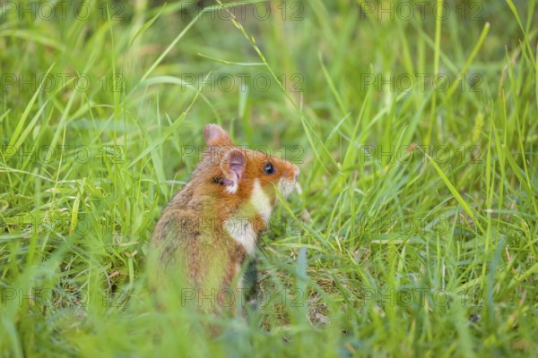 A European hamster (Cricetus cricetus), Eurasian hamster, black-bellied hamster or common hamster,
