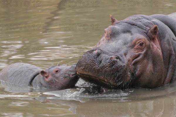 A baby hippopotamus (Hippopotamus amphibius) and its mother resting in a river