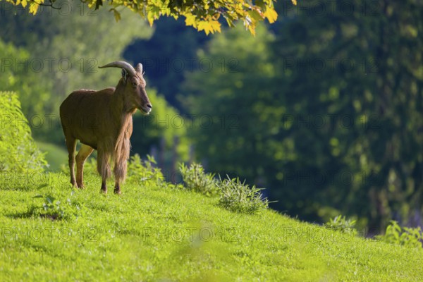 One Barbary sheep (Ammotragus lervia) stands on green hilly ground on a sunny day. Some trees stand