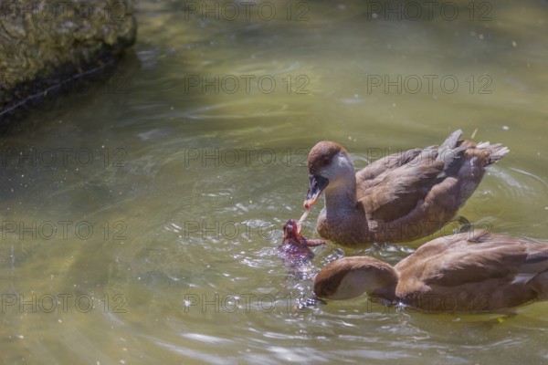 Two female red-crested pochards (Netta rufina) fight over a grass frog (Rana temporaria) and try to