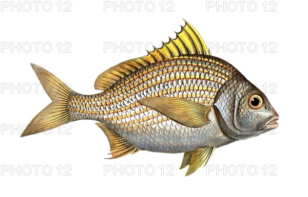 Fish, Fish, Fish genus from the snapper family Lutjanus luteus, the Yellow-fin, Historical,