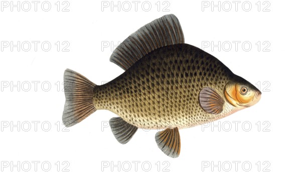 Fish, genus of carp fish, Cyprinus carassius, the crucian carp, Historical, digitally restored