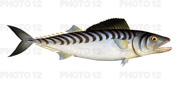 Fish, fish, group of perch relatives, Scomber sarda, the Scale-breast, Historical, digitally