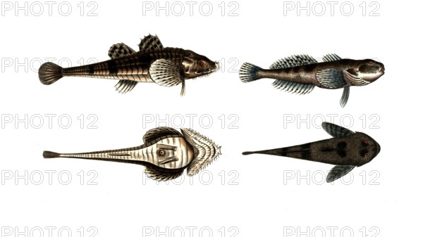 Fish, fish, left: Fish genus from the bullhead family, Cottus cataphractus, Der Steinpicker, The