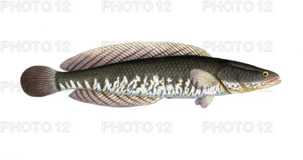 Fish, Pisces, Ophicephalus striatus, Channa striata, the striped snakehead, Historical, digitally
