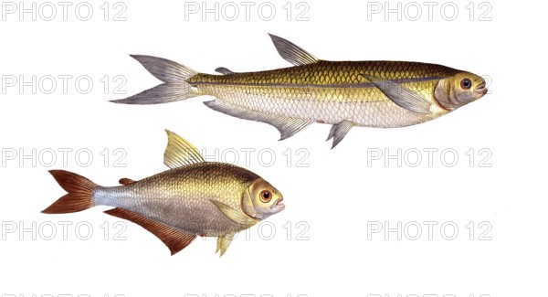 Fish, Fish, left: Salmon family, Salmo Bimaculatus, double-spotted salmon, bimaculated Salmon