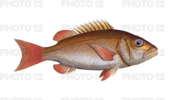 Fish, fishes, family of sea bream, Sparus cynodon, the Dogs-tooth, Historical, digitally restored