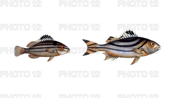 Fish, Fish, genus of the hussar fish, Holocentrus servus, Sclave, the slave fish and genus of the