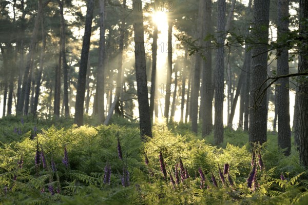 Common foxglove (Digitalis purpurea) in a sunny forest, Lower Rhine, North Rhine-Westphalia,