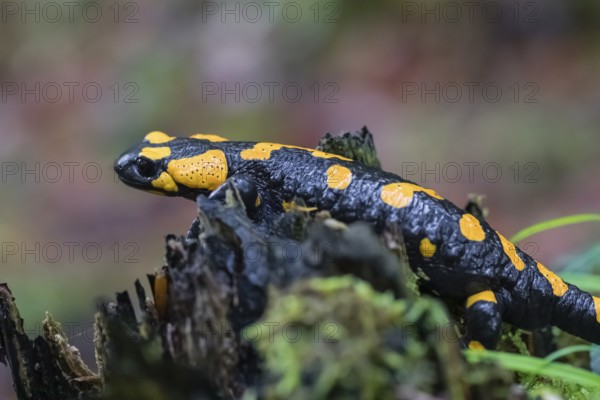 One fire salamander (Salamandra salamandra) rests on a tree stump on a rainy day. IUCN conservation