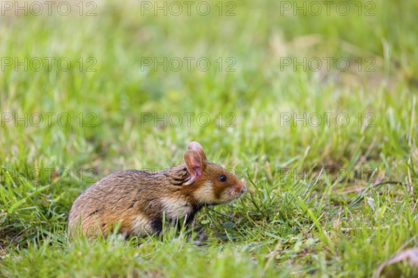 A European hamster (Cricetus cricetus), Eurasian hamster, black-bellied hamster or common hamster,