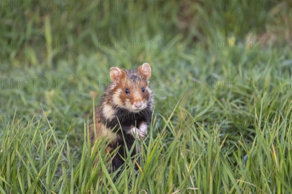 One European hamster (Cricetus cricetus), Eurasian hamster, black-bellied hamster or common