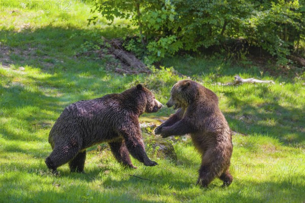 A Eurasian brown bear (Ursus arctos arctos) sow fighting with a big male