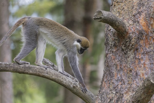 One grivet (Chlorocebus aethiops) sitting on the branch of a tree. Green vegetation in the