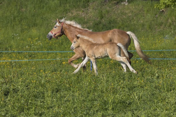 Haflinger horse, mare with foal running over a green meadow. Hafling village, South Tyrol