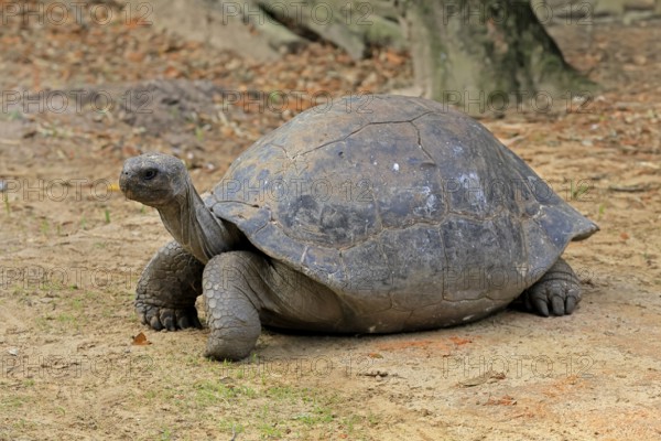 Galapagos giant tortoise (Chelonoidis niger), adult, foraging, captive, Galapagos Islands, Ecuador,