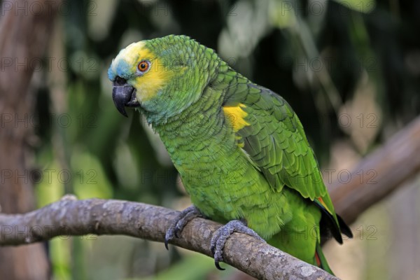 Yellow-headed Amazon (Amazona oratrix), adult, on wait, on tree, Central America, Central America