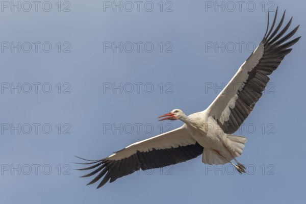 White stork (Ciconia ciconia) in flight during the nesting season in a village. Lower Rhine,