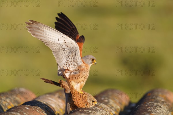 Pair of lesser kestrels (Falco naumanni), copula on the roof of an abandoned finca, Extremadura,