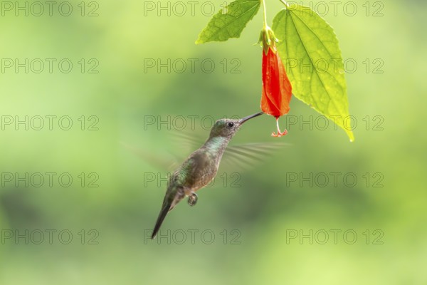 Green-fronted Brilliant Hummingbird (Heliodoxa jacula), Hummingbird (Trochilidae), Swiftbirds