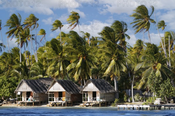 Simple, simple, bungalows, bungalow with terrace on the beach, tall coconut palms, palm tree (Cocos