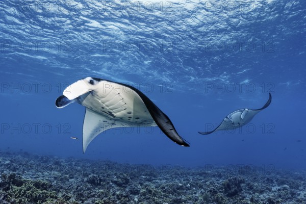 Two reef manta rays (Manta alfredi), swimming over coral reef in strong current, Tuamotu