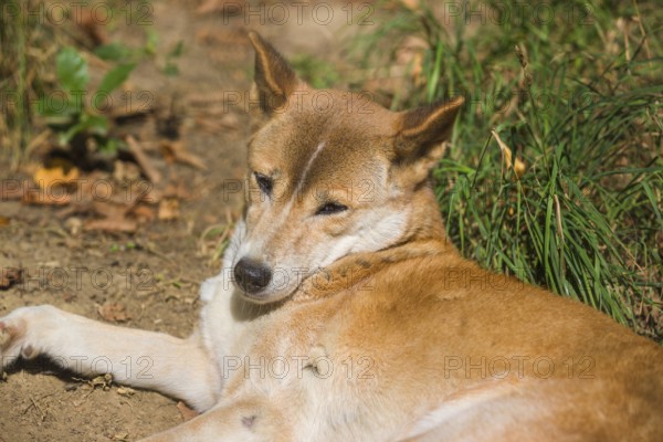 One New Guinea singing dog or New Guinea Highland dog (Canis hallstromi) (Canis dingo hallstromi,