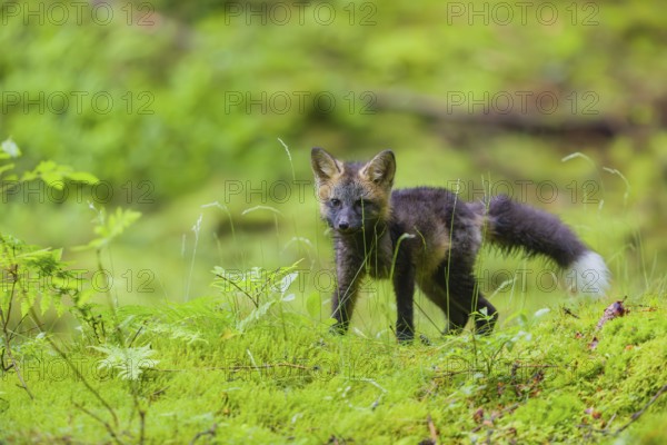 One young silver fox (Vulpes vulpes) exploring the surrounding of its den on the mossy forest floor