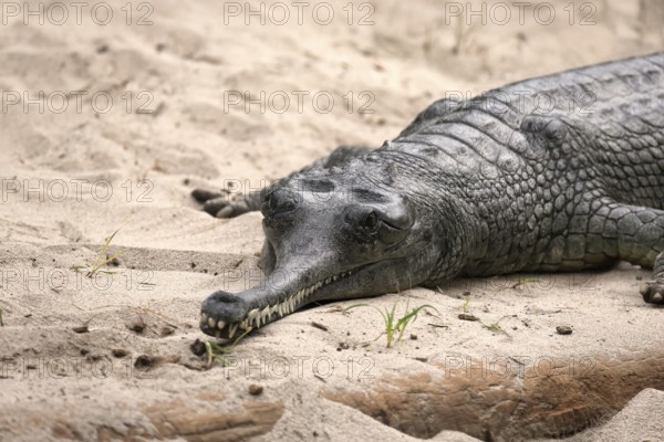 Ganges gavial (Gavialis gangeticus), gharial, true gavial, adult, on land, captive, endangered
