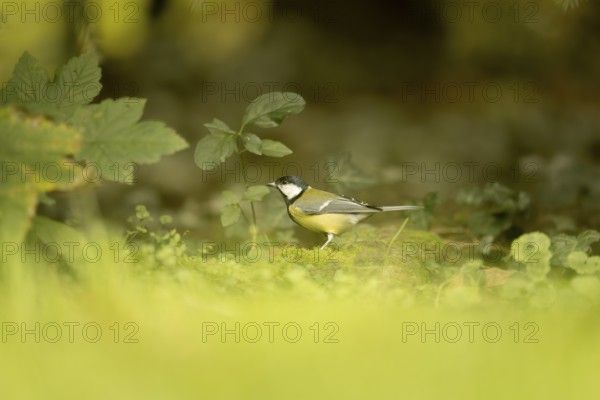 Great tit (Parus major) looking for food in the meadow, looking to the front left, standing on