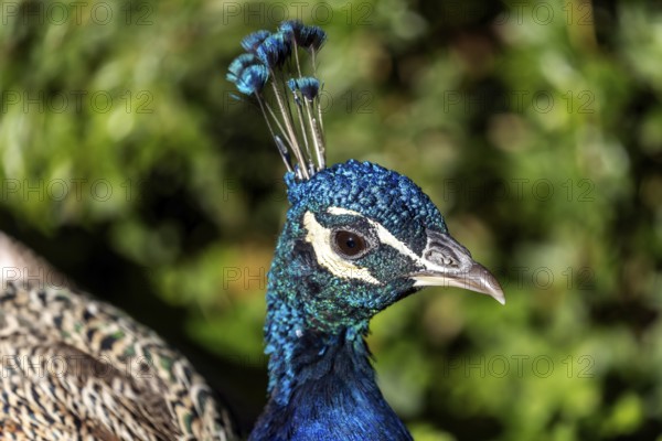Indian peafowl (Pavo scalloped ribbonfish), portrait, captive, Germany, Europe