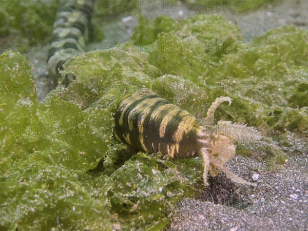Feather mouth sea cucumber (Synapta maculata) with stripe pattern amidst green algae on sandy