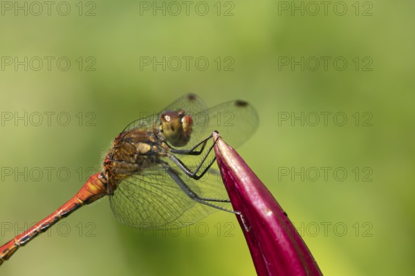 Ruddy darter dragonfly (Sympetrum sanguineum) adult male insect resting on a garden lily flower,