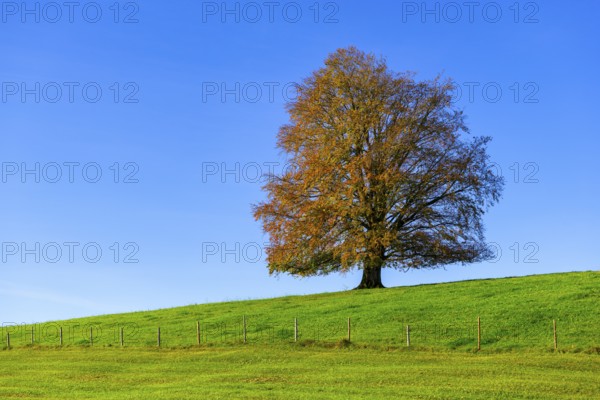 A single tree with autumn leaves stands on a green meadow under a clear blue sky, copper beech