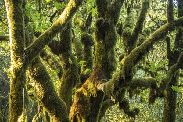 Forest in Garajonay National Park, UNESCO World Heritage Site on the island of La Gomera, Canary