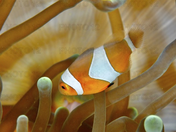 An Ocellaris Clownfish (Amphiprion ocellaris), Nemo, swimming through the long arms of a sea