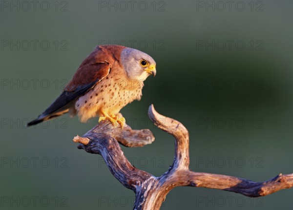 Male lesser kestrel (Falco naumanni) on its perch, Extremadura, Spain, Europe